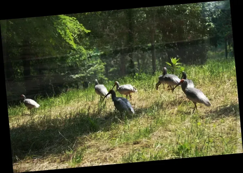 Qinling Four Rare Animals Science Park