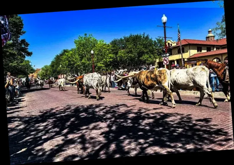 Fort Worth Herd