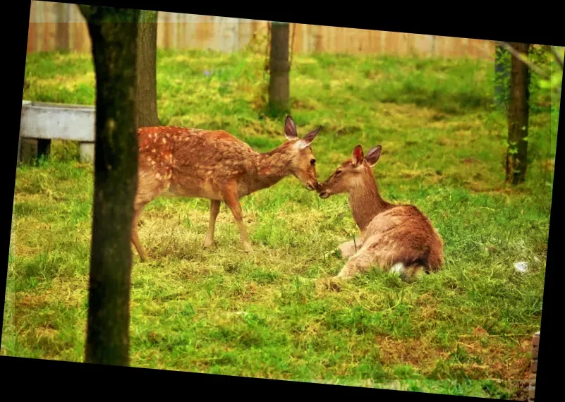 Qinling Four Rare Animals Science Park