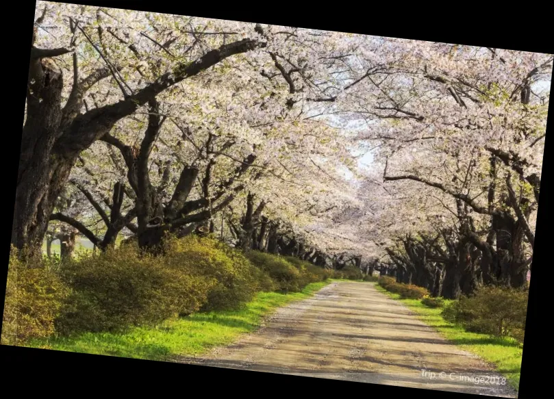 Noboribetsu Onsen Flower Tunnel